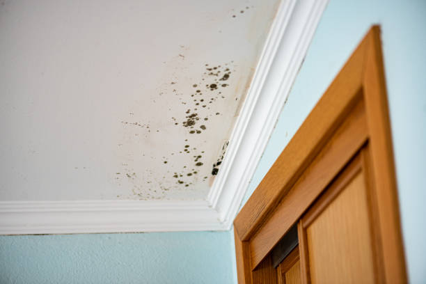 Best Health and Safety Mold Remediation in Dublin, CA