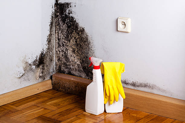 Best Emergency Mold Remediation in Dublin, CA
