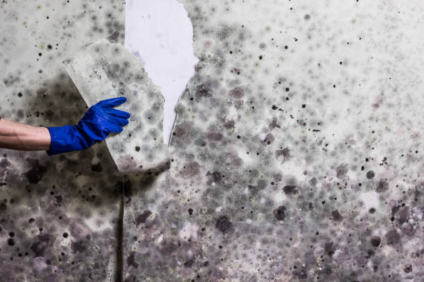 Best Industrial Mold Remediation in Dublin, CA