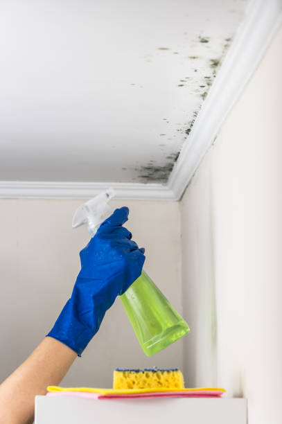 Best Post-Flood Mold Remediation in Dublin, CA